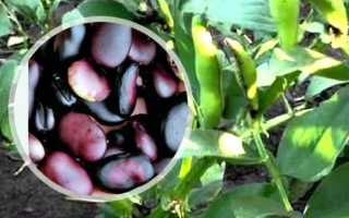 Что можно приготовить из бобов черных русских